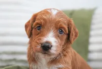 Puddles, a female Miniature Goldendoodle for sale in Millersburg, IN – 6 of 6