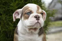 Barnie, a male English Bulldog and Olde English Bulldogge for sale in Millersburg, IN – 2 of 5