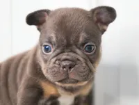 Olivia, a female French Bulldog for sale in Millersburg, IN – Photo 1 of 3