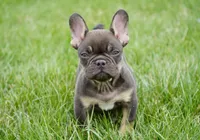 Olivia, a female French Bulldog for sale in Millersburg, IN – Photo 3 of 4