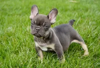 Olivia, a female French Bulldog for sale in Millersburg, IN – Photo 2 of 4