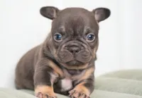 Olivia, a female French Bulldog for sale in Millersburg, IN – Photo 2 of 3