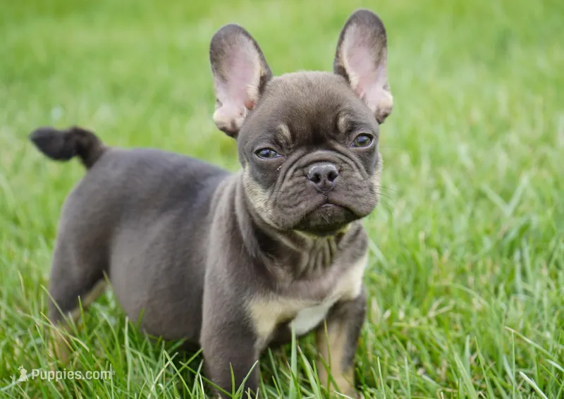 Olivia – French Bulldog puppy for sale in Millersburg, IN