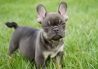 Olivia, a female French Bulldog for sale in Millersburg, IN – Photo 1 of 4