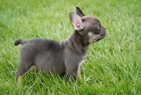 Olivia, a female French Bulldog for sale in Millersburg, IN – Photo 4 of 4