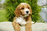 Biscuit, a male Goldendoodle for sale in Millersburg, IN – 5 of 5