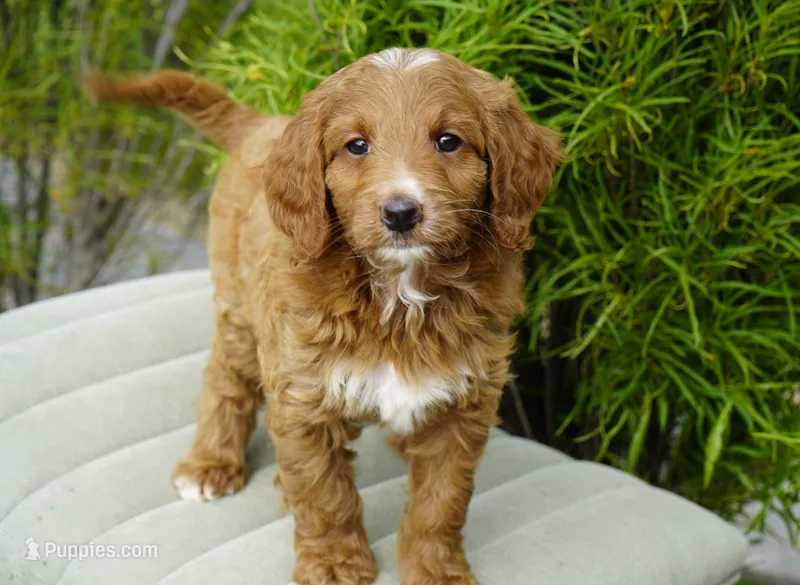 Bailey – Goldendoodle puppy on hold in Millersburg, IN