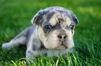 Indigo , a male French Bulldog for sale in Millersburg, IN – 3 of 4