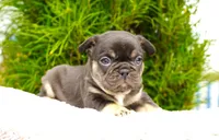 Mochi, a female French Bulldog for sale in Millersburg, IN – 2 of 7