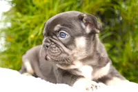 Mochi, a female French Bulldog for sale in Millersburg, IN – 5 of 7
