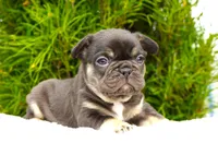 Mochi, a female French Bulldog for sale in Millersburg, IN – 4 of 7