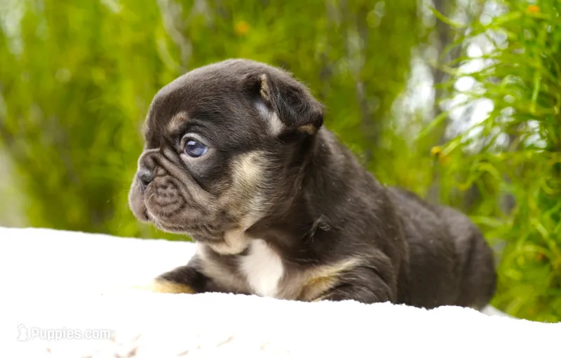 Mochi – French Bulldog puppy for sale in Millersburg, IN