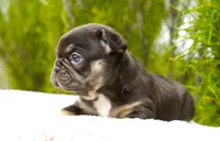 Mochi, a female French Bulldog for sale in Millersburg, IN – 1 of 7