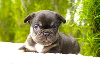 Mochi, a female French Bulldog for sale in Millersburg, IN – 6 of 7