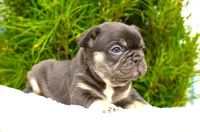 Mochi, a female French Bulldog for sale in Millersburg, IN – 3 of 7