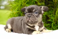 Mochi, a female French Bulldog for sale in Millersburg, IN – 7 of 7