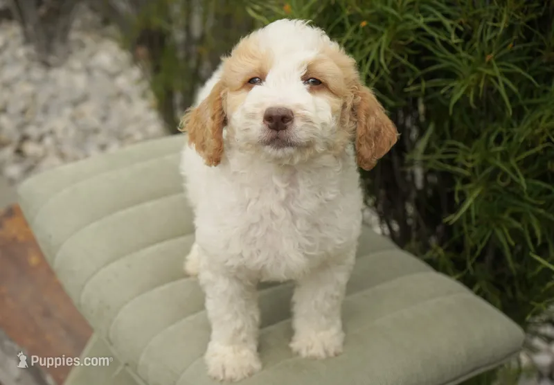 Merlot  – Miniature Goldendoodle puppy for sale in Millersburg, IN