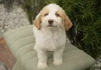 Merlot , a male Miniature Goldendoodle for sale in Millersburg, IN – 1 of 4