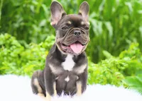 Mochi, a female French Bulldog for sale in Millersburg, IN – 5 of 5