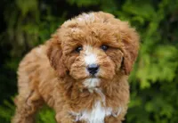 Berry, a male Goldendoodle for sale in Millersburg, IN – 8 of 10