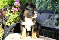 Panda, a male French Bulldog for sale in Millersburg, IN – 3 of 5