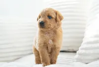 Nova, a female Goldendoodle for sale in Millersburg, IN – 7 of 8