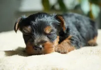 Winnie, a female Yorkshire Terrier for sale in Millersburg, IN – 2 of 6