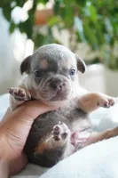Oliver, a male French Bulldog for sale in Millersburg, IN – 3 of 6