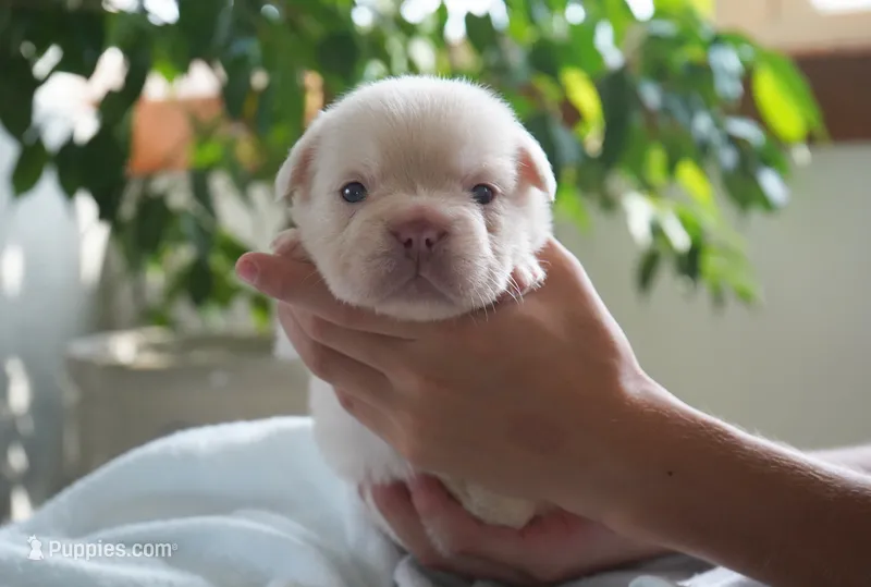 Stanley – French Bulldog puppy for sale in Millersburg, IN