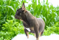 Olivia, a female French Bulldog for sale in Millersburg, IN – 2 of 4