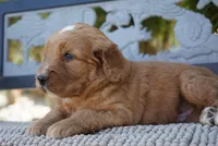 Wrigley, a male Goldendoodle for sale in Millersburg, IN – 5 of 5