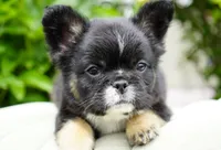 Panda, a male French Bulldog for sale in Millersburg, IN – 4 of 8