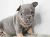 Salish, a female French Bulldog for sale in Millersburg, IN – Photo 1 of 3