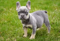 Salish, a female French Bulldog for sale in Millersburg, IN – Photo 5 of 5