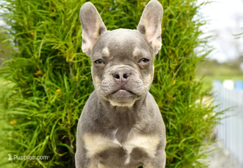 Salish – French Bulldog puppy for sale in Millersburg, IN