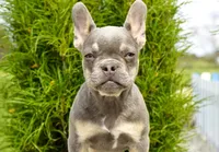 Salish, a female French Bulldog for sale in Millersburg, IN – 1 of 5