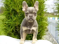 Salish, a female French Bulldog for sale in Millersburg, IN – 3 of 5