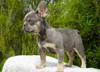 Salish, a female French Bulldog for sale in Millersburg, IN – 5 of 5