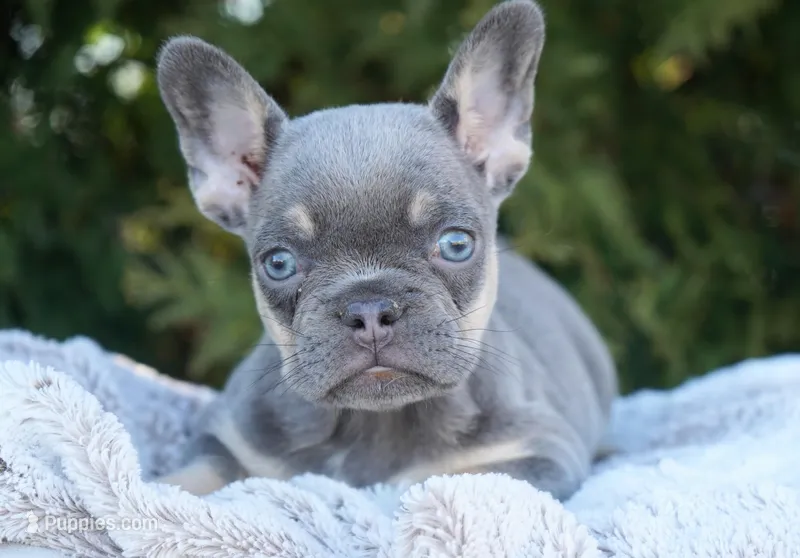 Salish – French Bulldog puppy for sale in Millersburg, IN