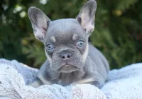 Salish, a female French Bulldog for sale in Millersburg, IN – Photo 1 of 5