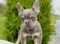 Salish, a female French Bulldog for sale in Millersburg, IN – 2 of 5