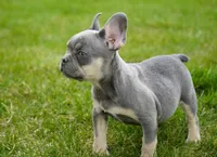 Salish, a female French Bulldog for sale in Millersburg, IN – Photo 4 of 5