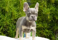 Salish, a female French Bulldog for sale in Millersburg, IN – 4 of 5