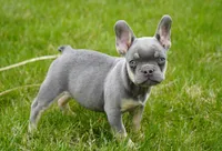 Salish, a female French Bulldog for sale in Millersburg, IN – Photo 3 of 5