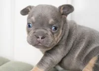 Salish, a female French Bulldog for sale in Millersburg, IN – Photo 2 of 3