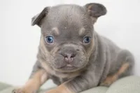 Salish, a female French Bulldog for sale in Millersburg, IN – Photo 3 of 3