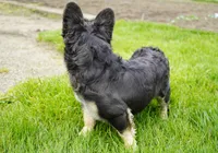 ***Not for Sale***  Stud Fee Only, a male French Bulldog for sale in Millersburg, IN – 4 of 4