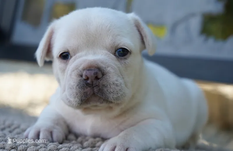 Paris – French Bulldog puppy for sale in Millersburg, IN