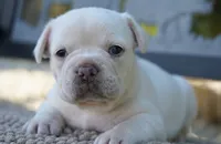 Paris, a female French Bulldog for sale in Millersburg, IN – 1 of 5