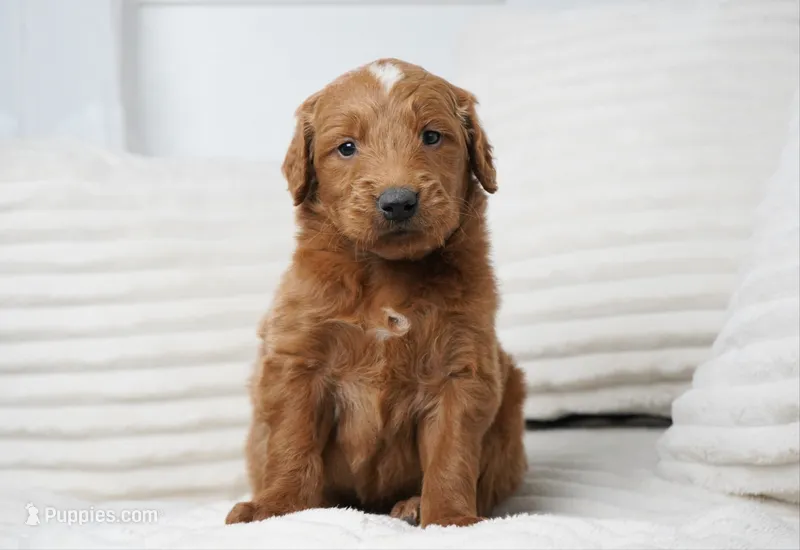 Archer – Goldendoodle puppy for sale in Millersburg, IN